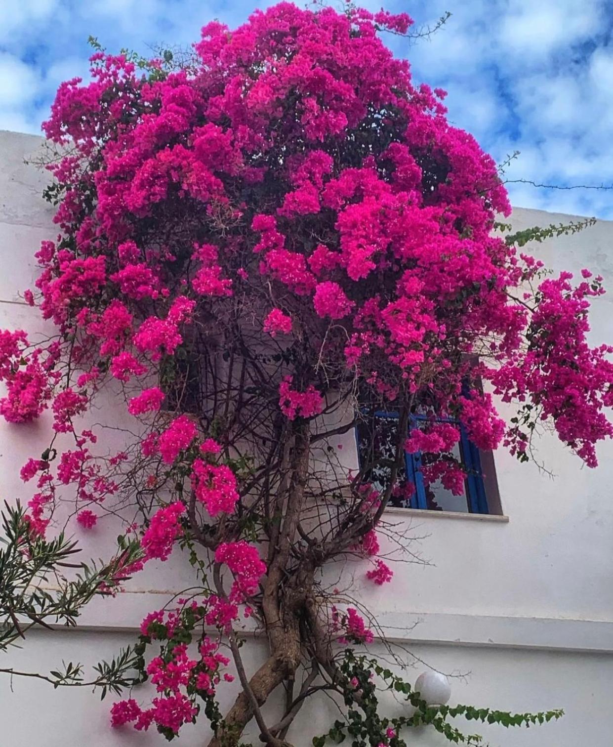 Mare Naxia Hotel Naxos City ภายนอก รูปภาพ